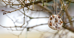 Bird feeder made of a bagel hanging from a branch